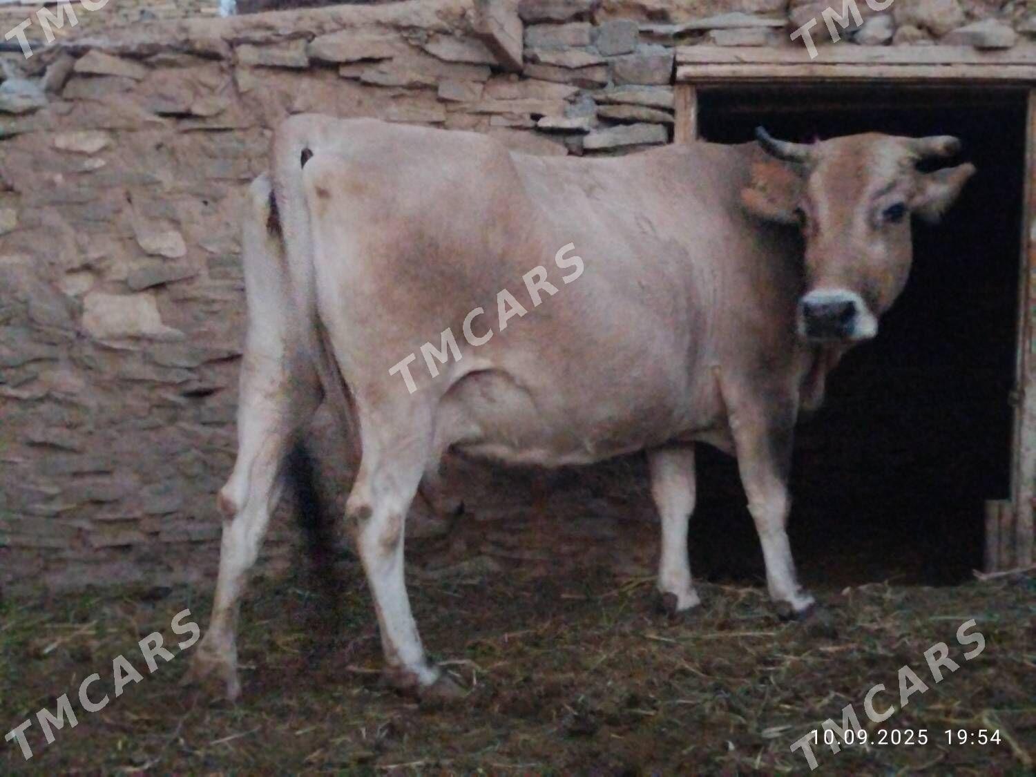 2 sanak şiwit bogoz sygyr - Бахарден - img 8