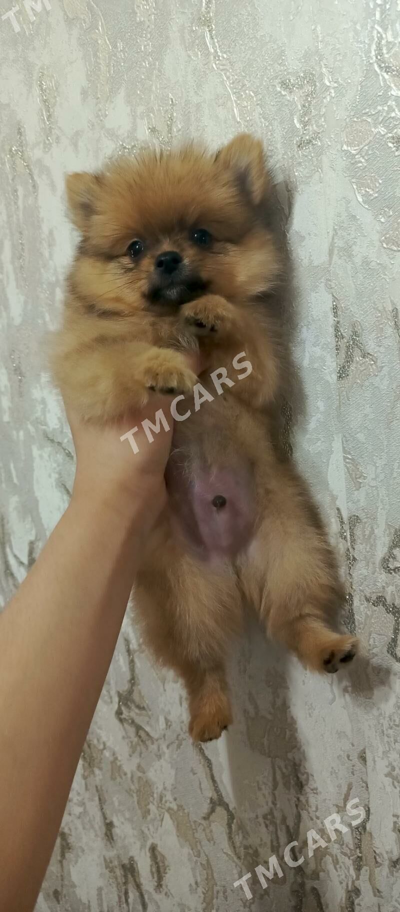 шпицульки - Aşgabat - img 3