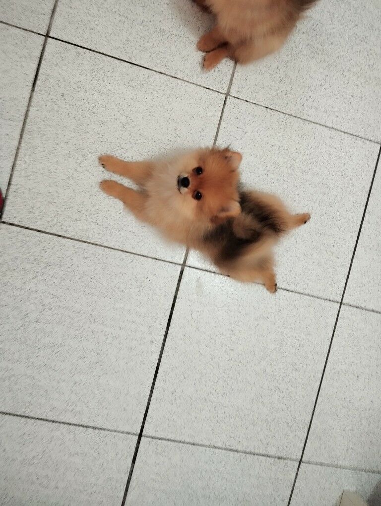 шпицульки - Aşgabat - img 2