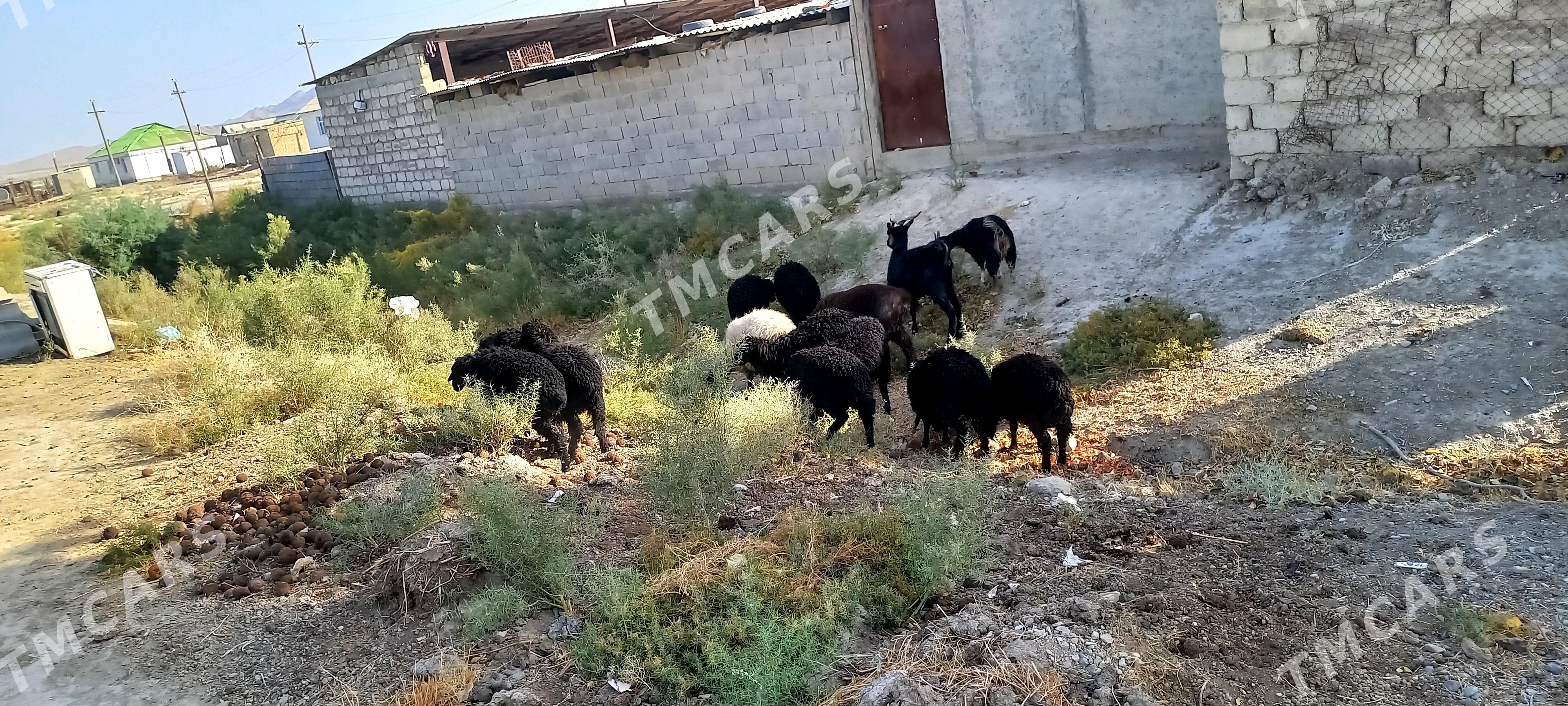 tokly - Ýaşlyk - img 1