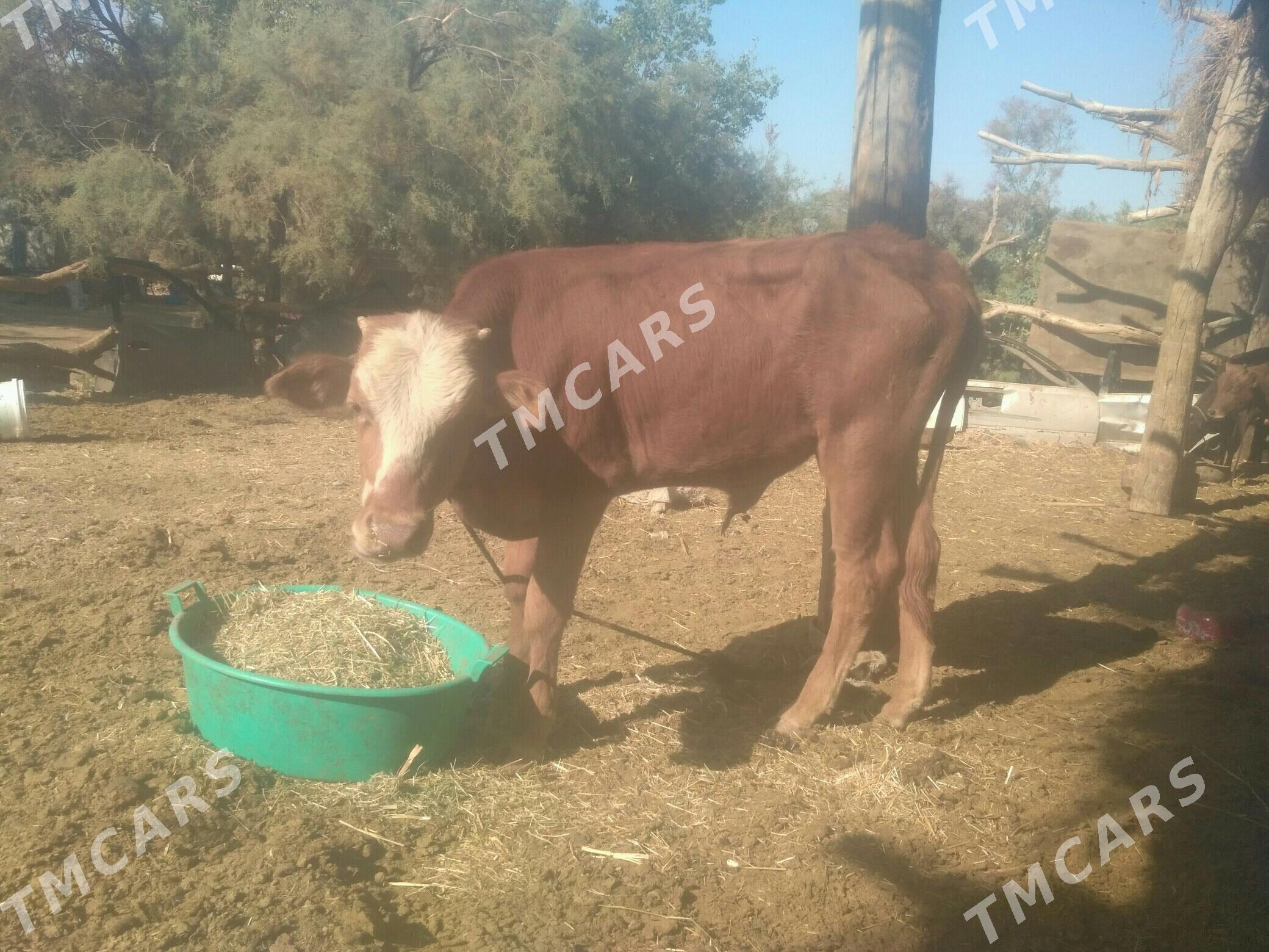 öküz unajyn - Türkmenabat - img 1
