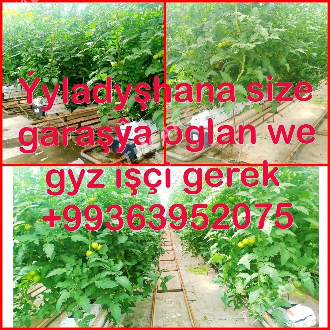 Ýyladyşhana işe çagyrýarys - Çärjew - img 1