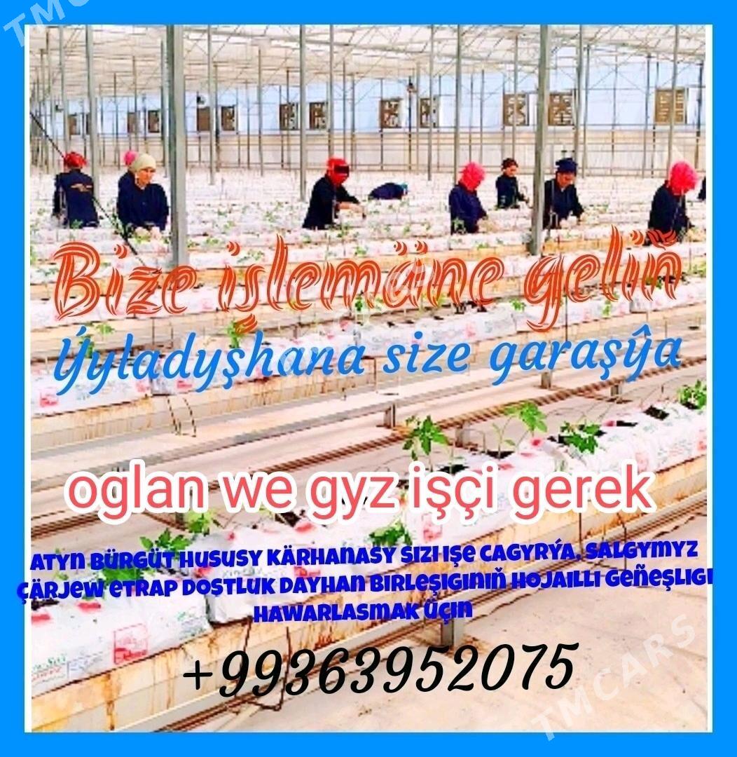 Ýyladyşhana işe çagyrýarys - Çärjew - img 2