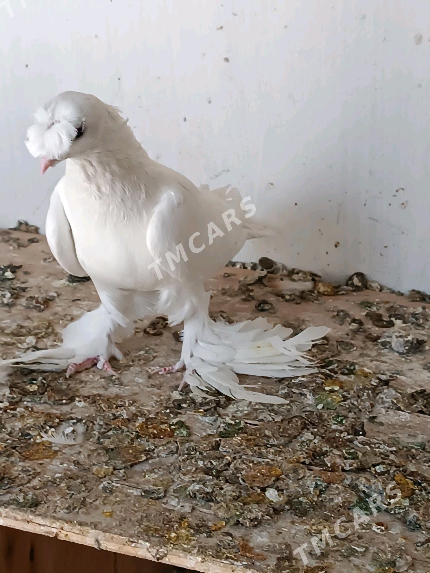 Kepderi - Mary - img 1