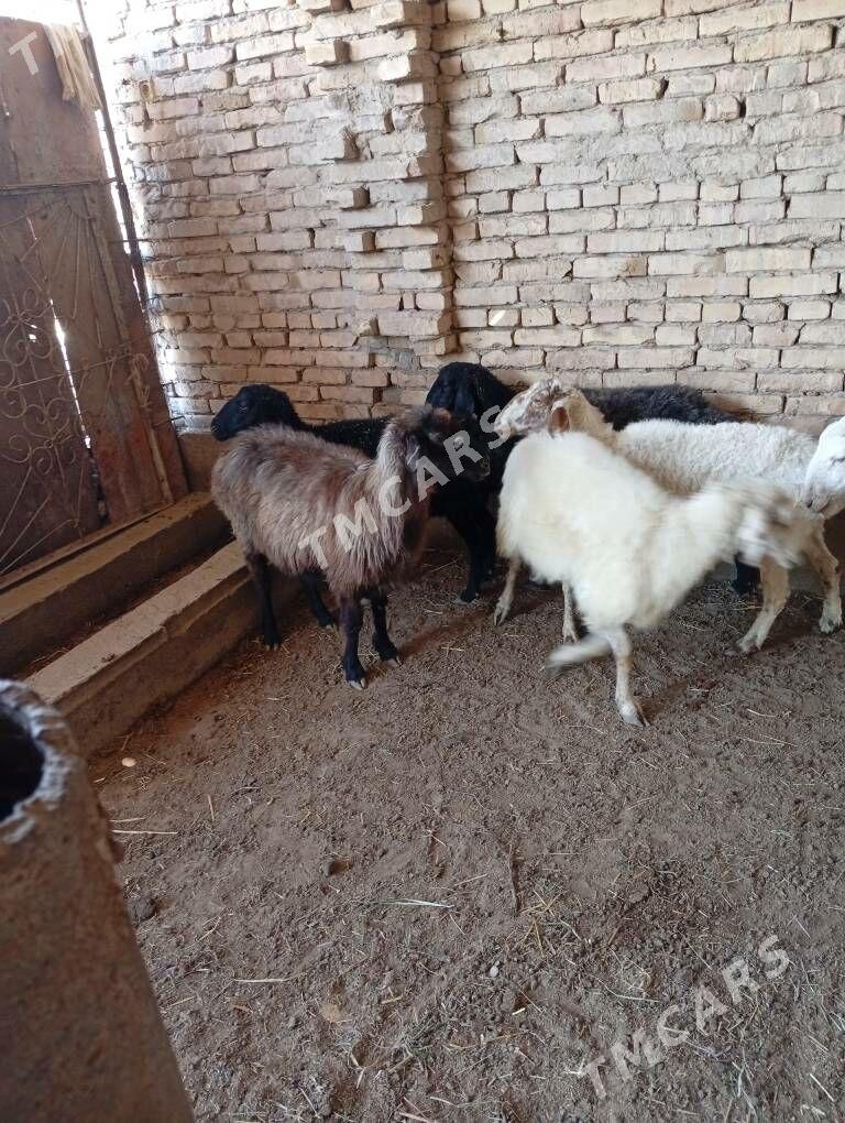 Goyunlar - Türkmenabat - img 2