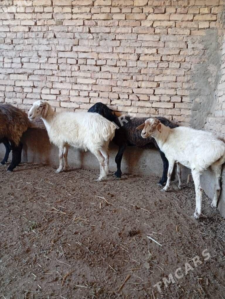 Goyunlar - Türkmenabat - img 3
