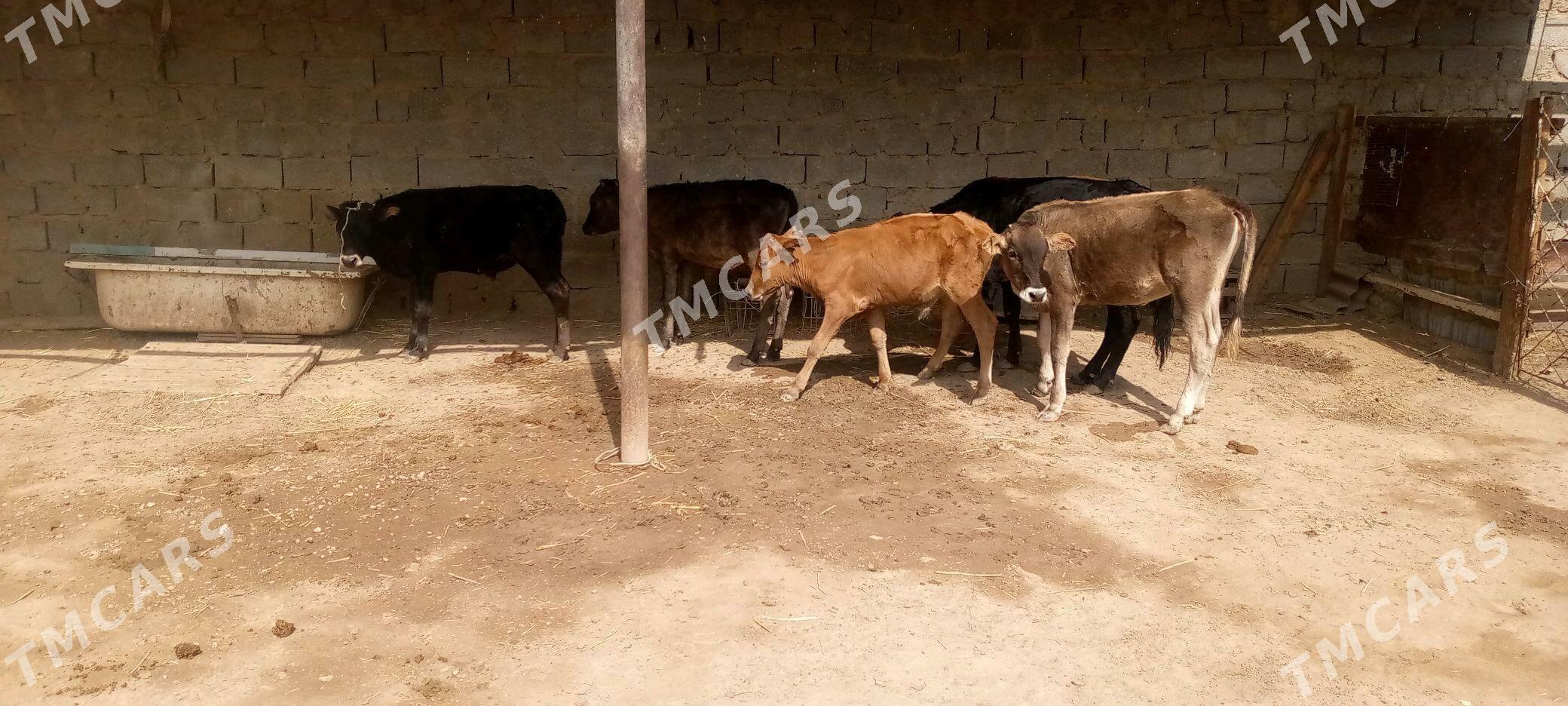 golele - Balkanabat - img 2