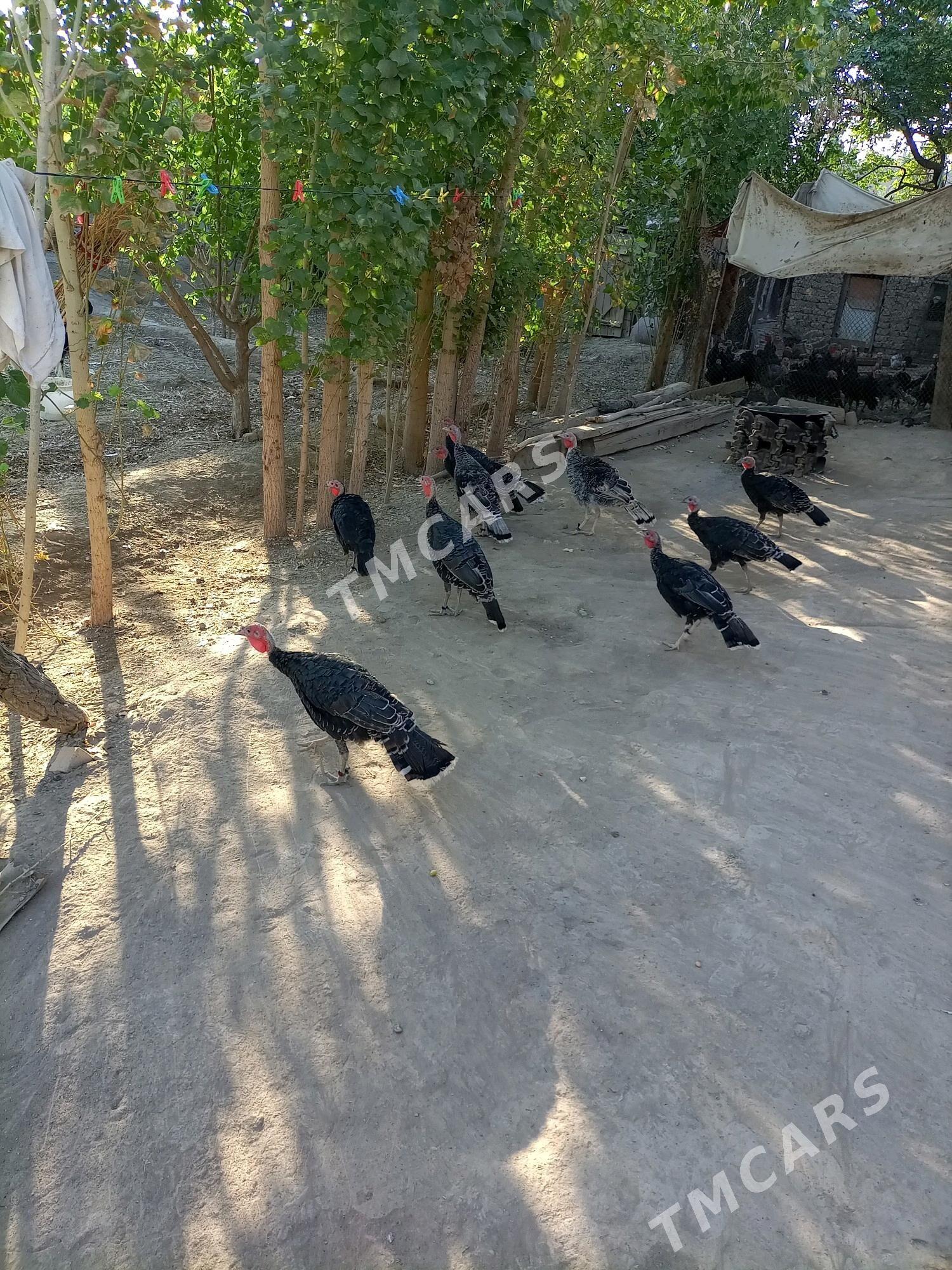 induk - Gubadag - img 5