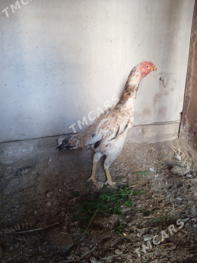Turk towuk Maki - Дашогуз - img 3