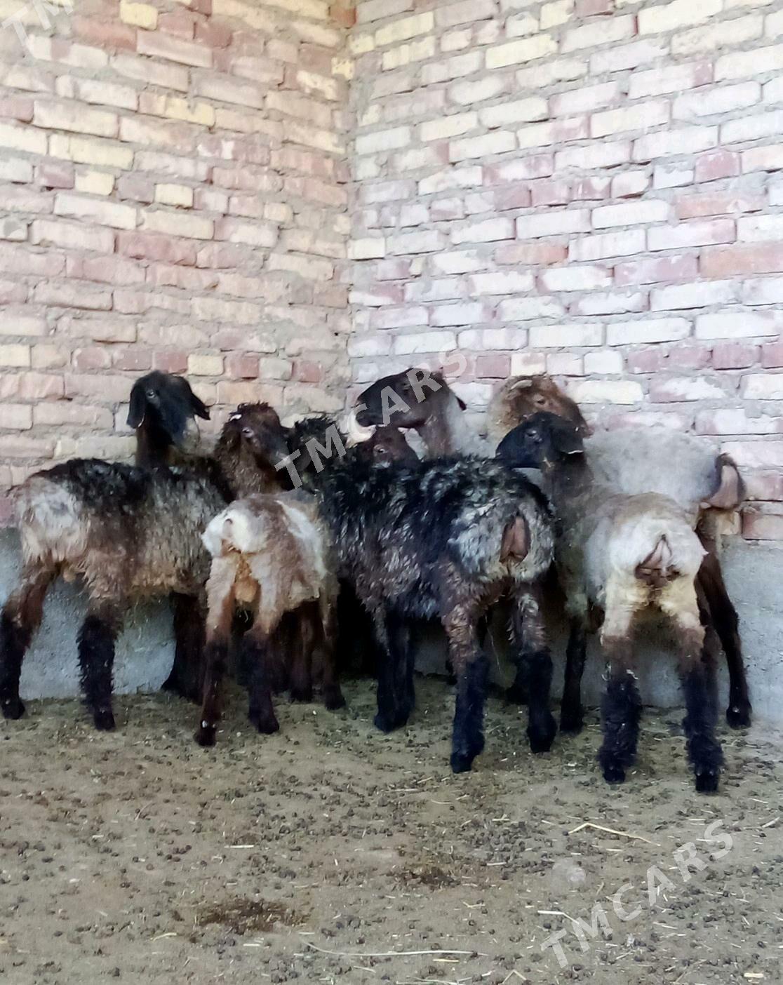 Goýunlar we Toklylar - Gökdepe - img 1