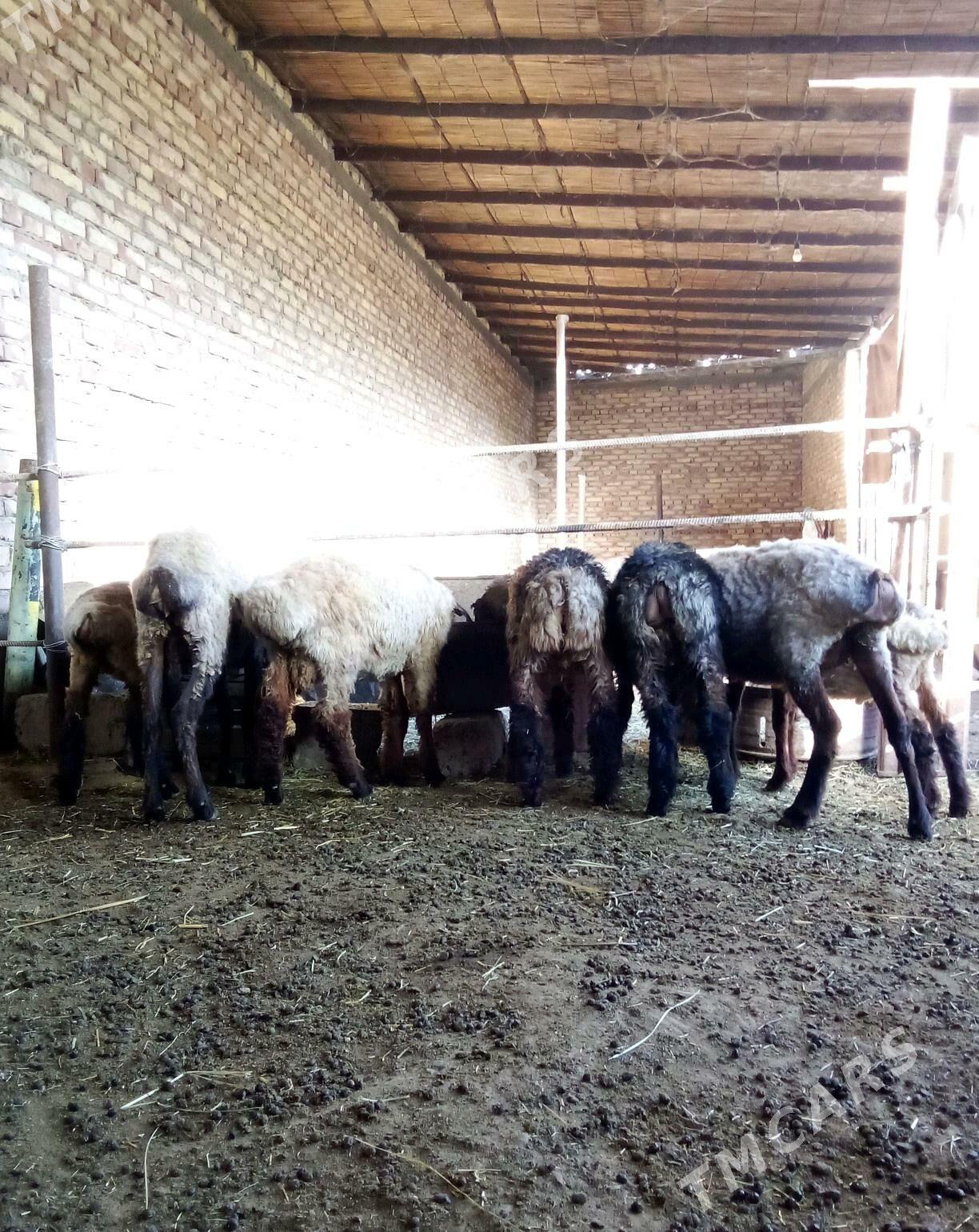 Goýunlar we Toklylar - Gökdepe - img 2