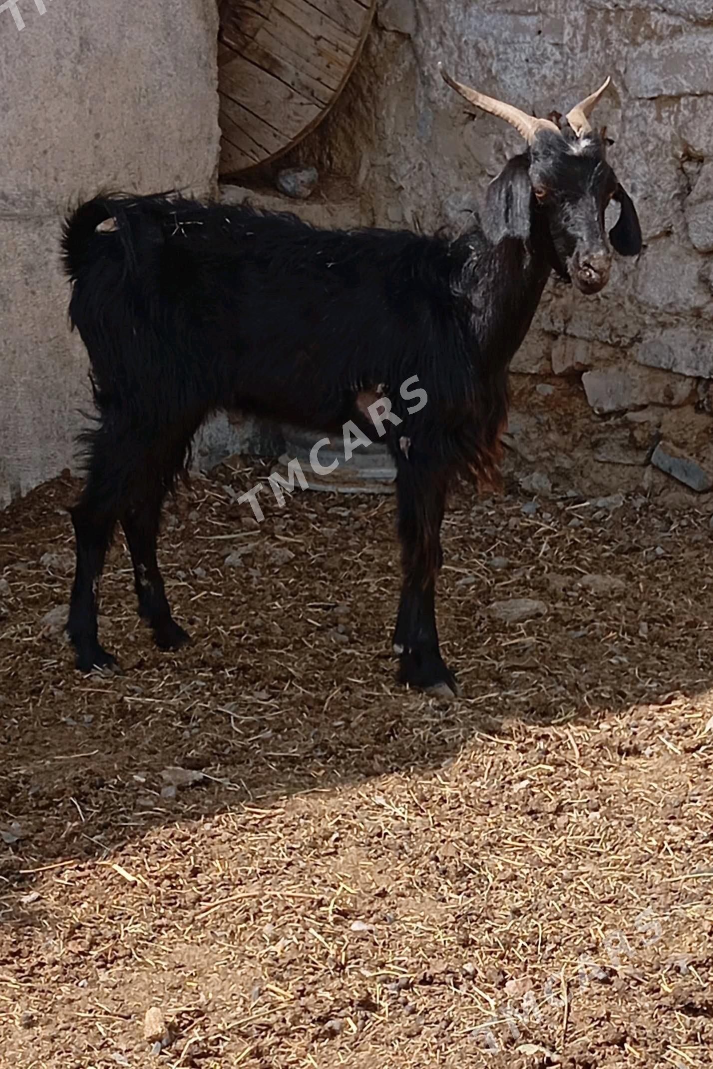 GEÇI - Gökdepe - img 2