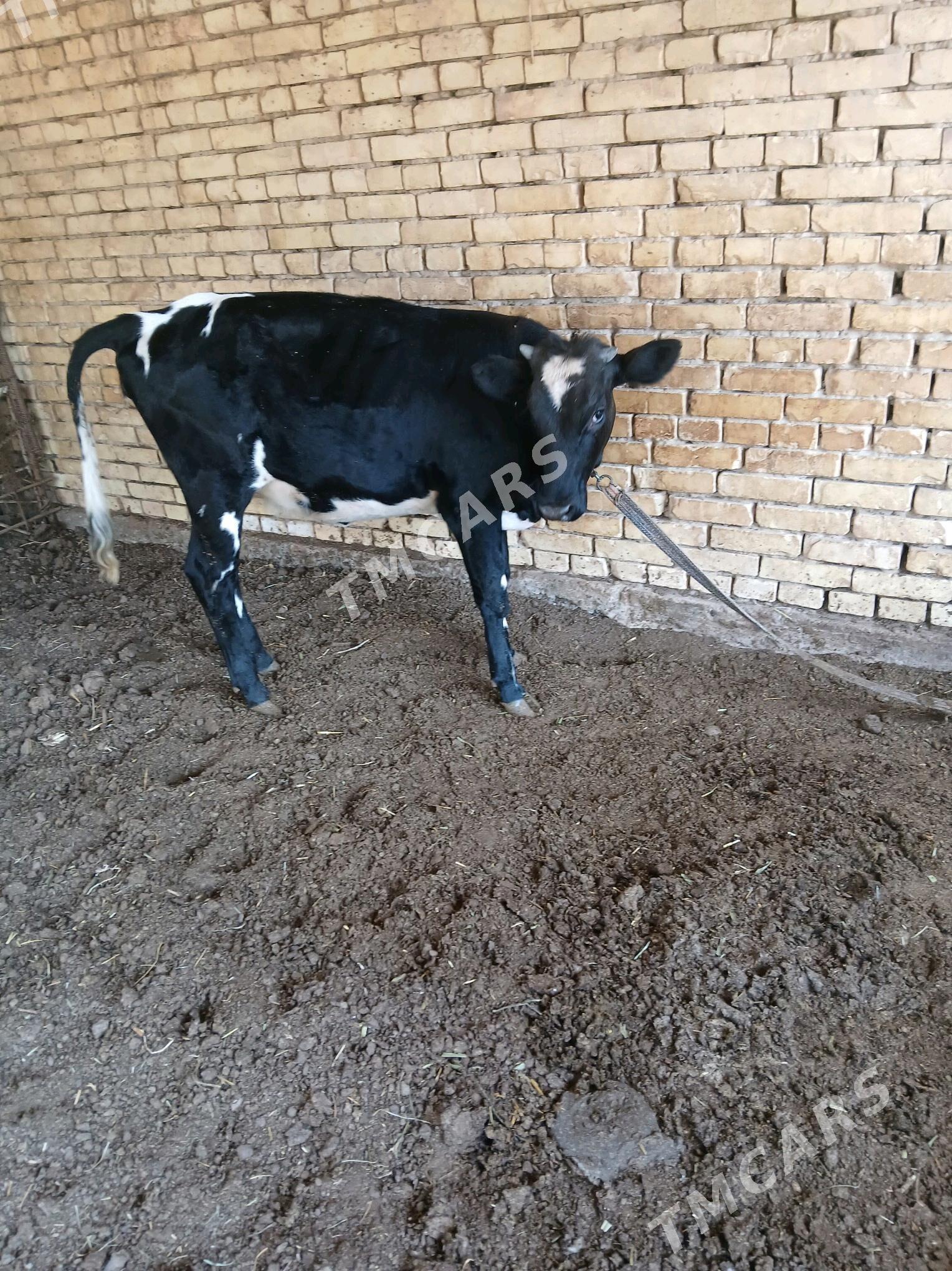 gulajyn - Мары - img 2