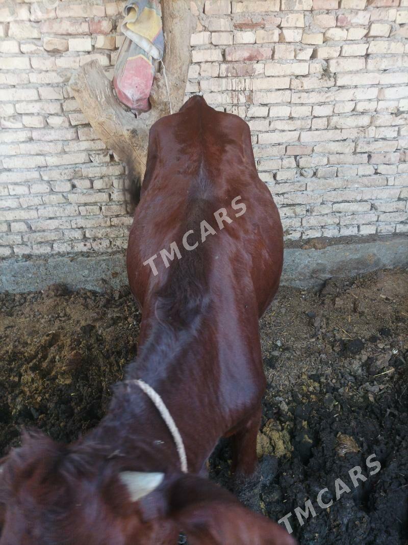 unajyn - Türkmenabat - img 6