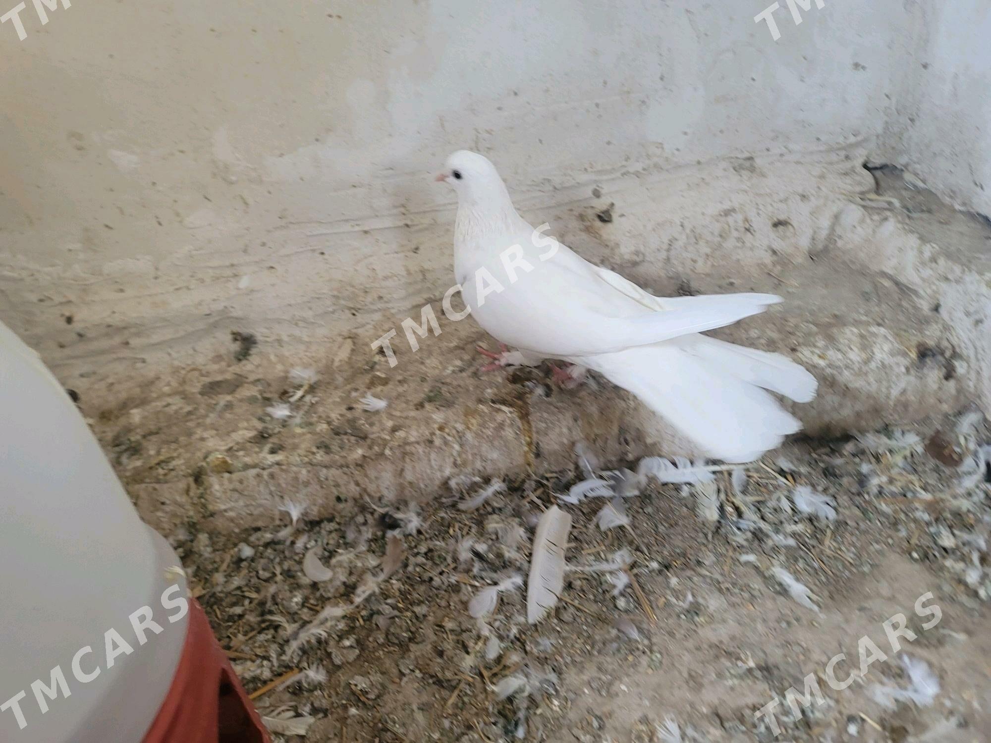kepder - Köneürgenç - img 2