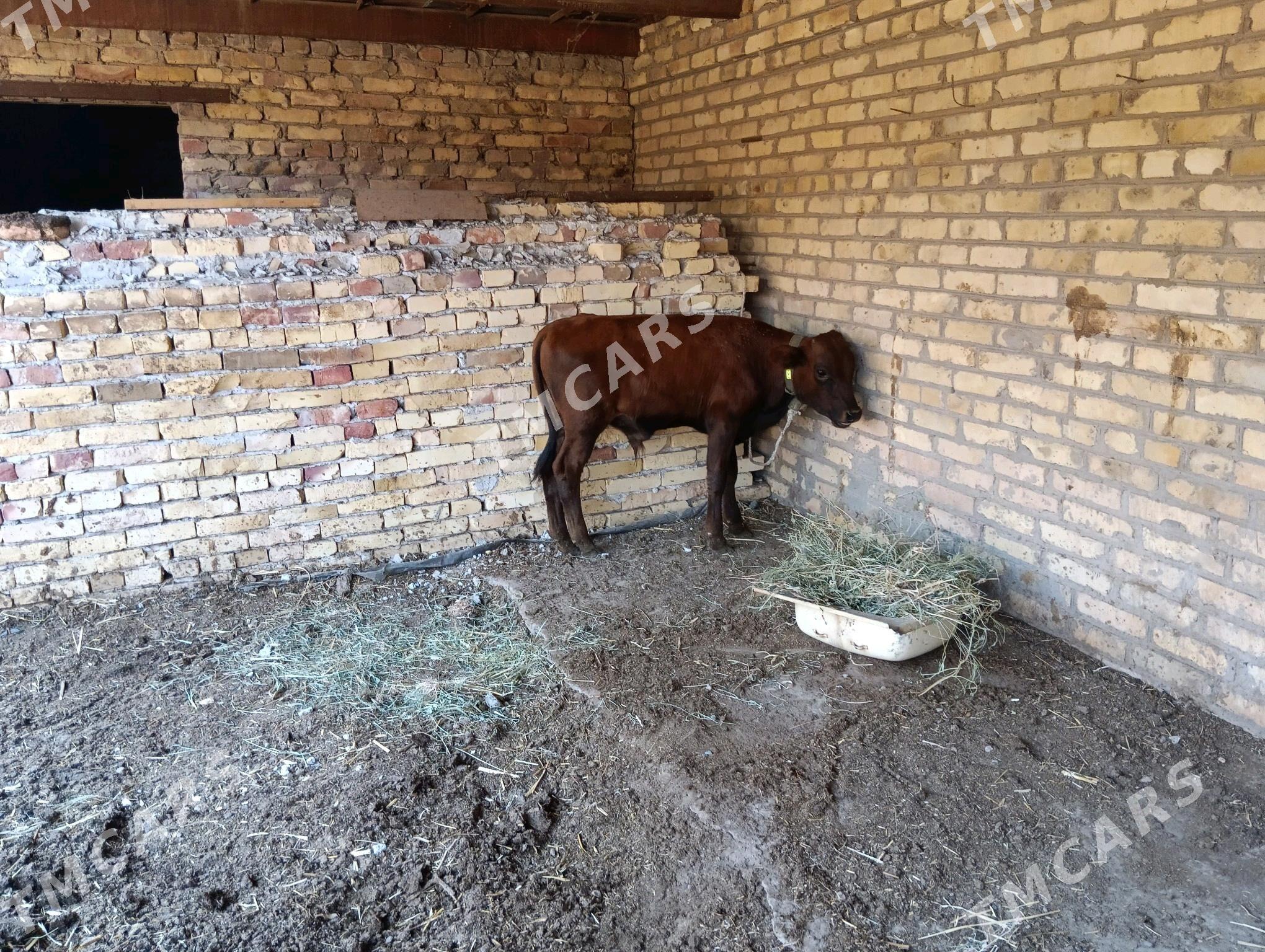 saglyk sygyr - Türkmenabat - img 2