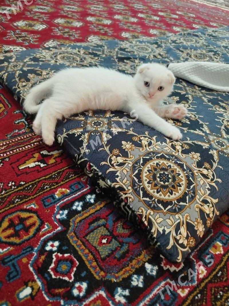pisik - Daşoguz - img 3
