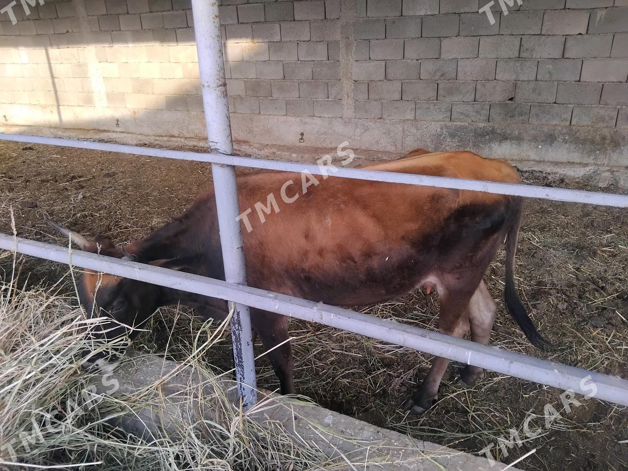gysyr.sygyr - Гёкдепе - img 2