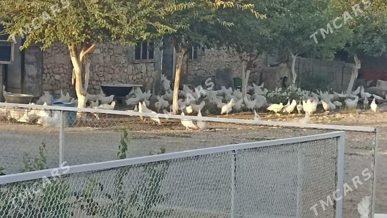 towuklar - Gyzylarbat - img 2