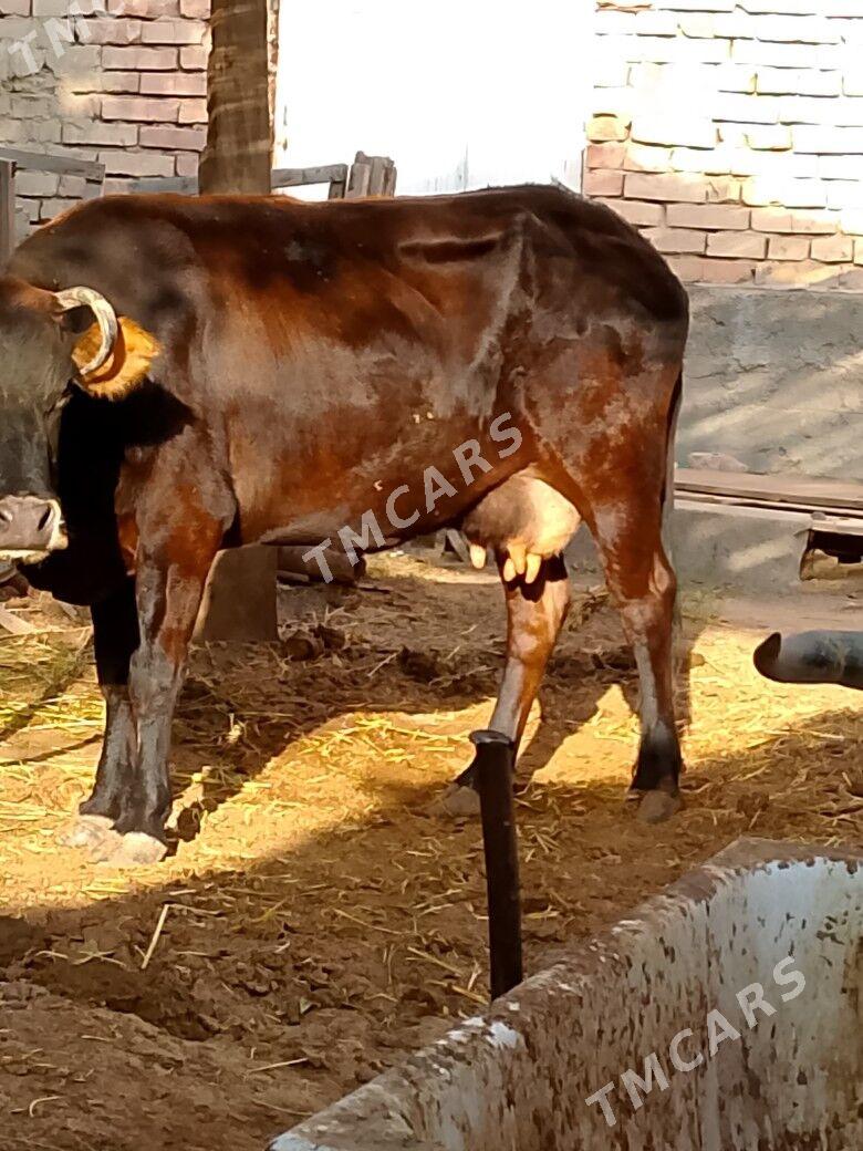 Göleli sygyr - Çoganly - img 2
