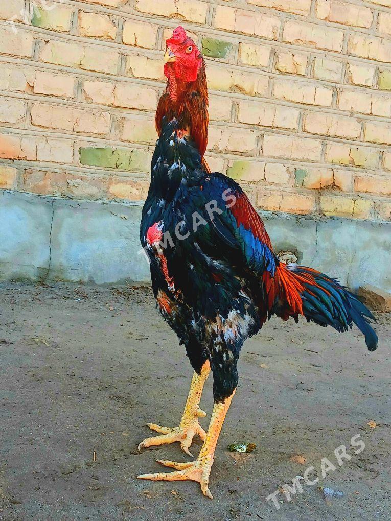 Ozbek horaz - Kerki - img 3