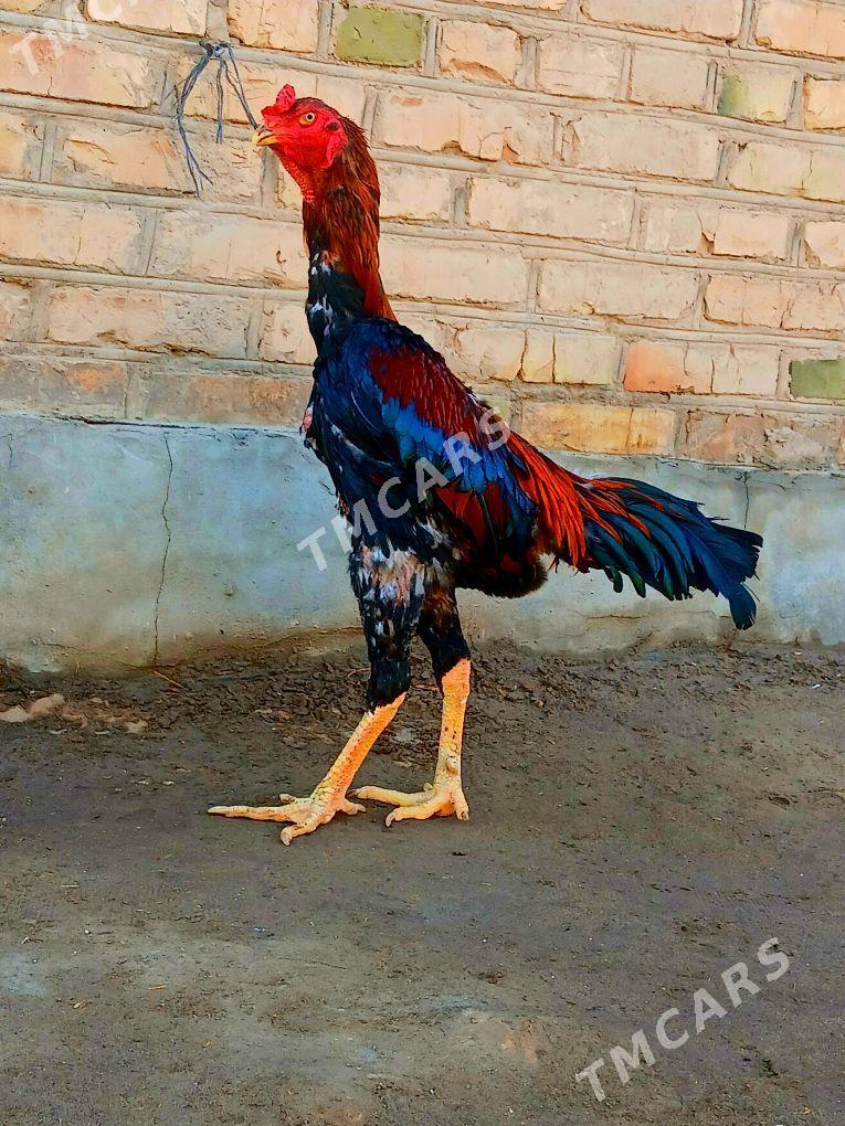 Ozbek horaz - Kerki - img 2