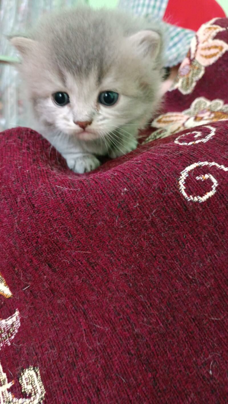 шотландские прямоухие котята - Ашхабад - img 5