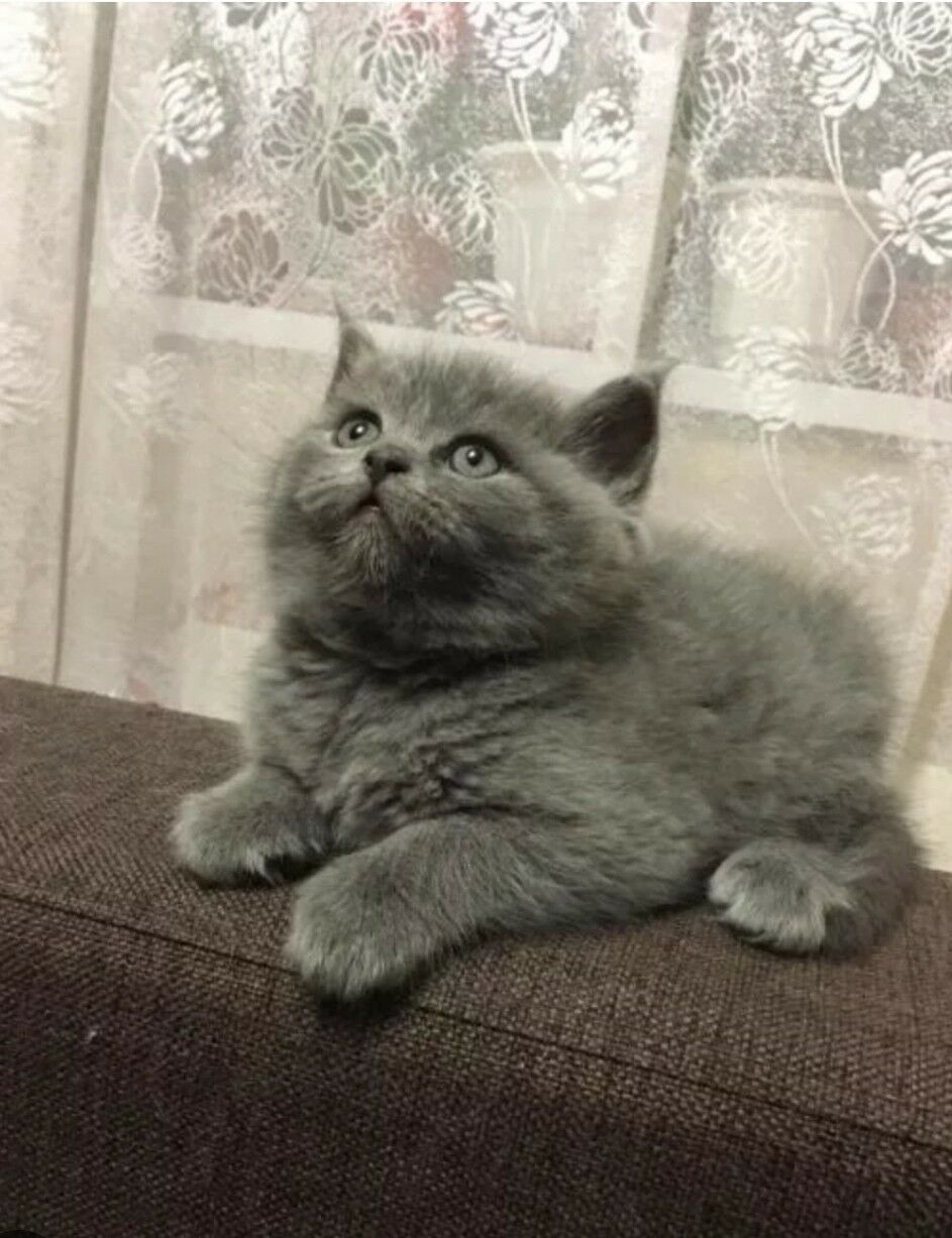 шотландские прямоухие котята - Ашхабад - img 6