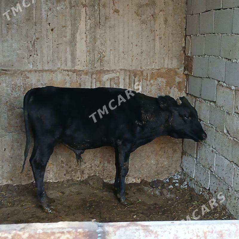 simintal öküz - Büzmeýin - img 3