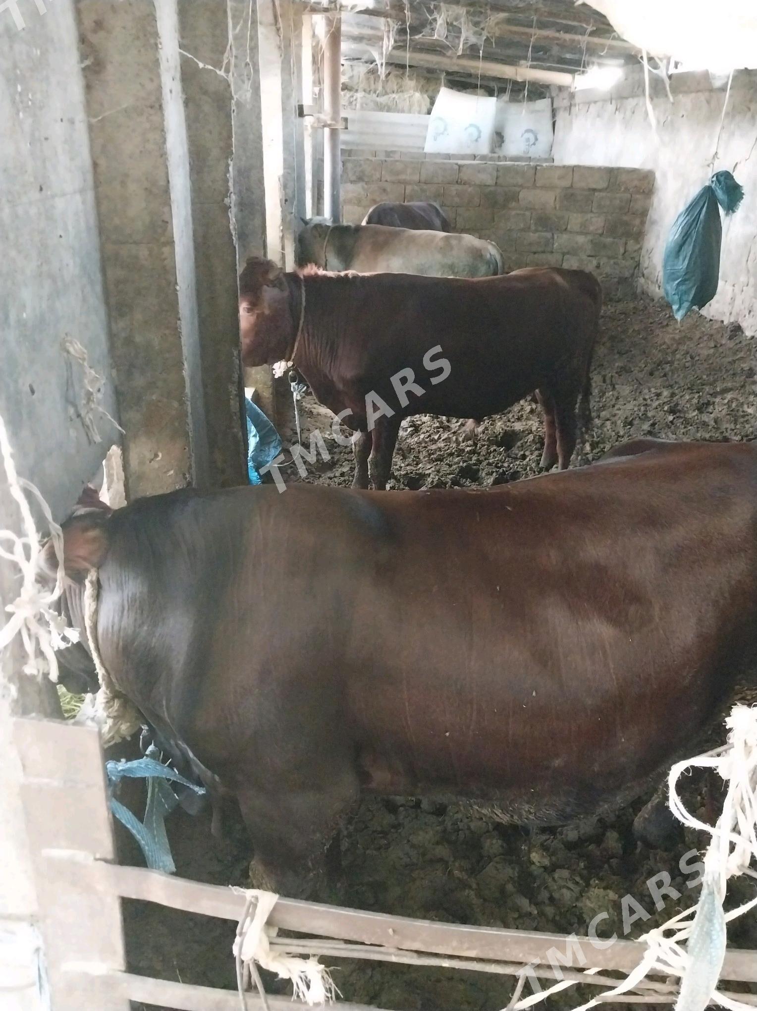 Öküzler 1,5 ýas - Ýaşlyk - img 2
