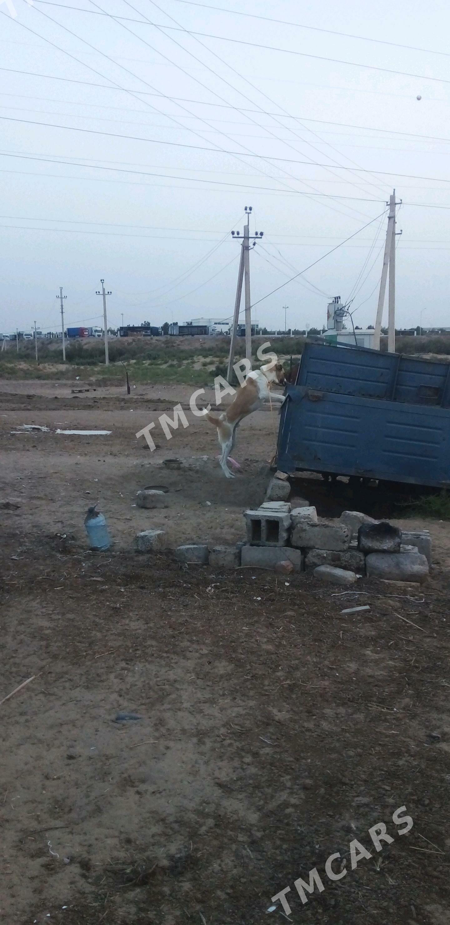 it - Ашхабад - img 5