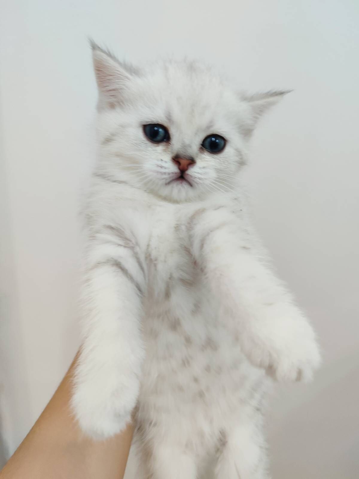 Шотландские котята - Ашхабад - img 2