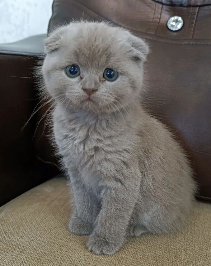 Шотландские котята - Ашхабад - img 4
