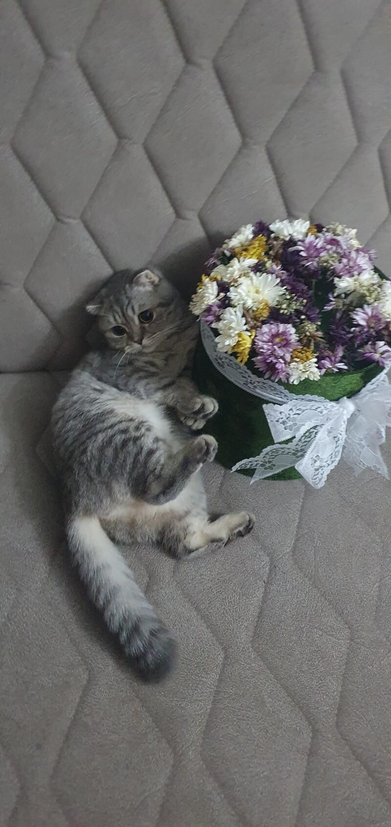 Шотландские котята - Ашхабад - img 6