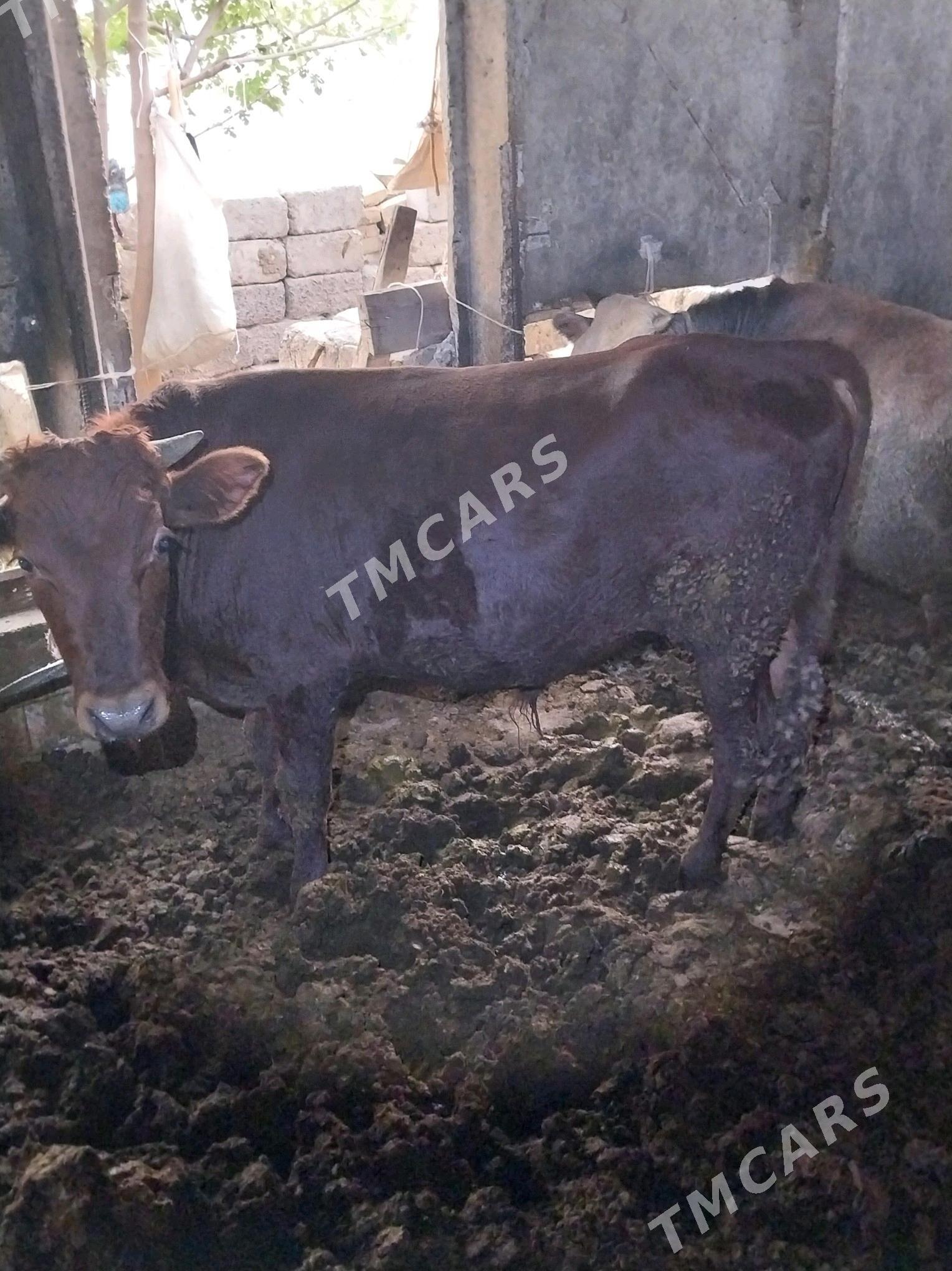 Öküzler 1,5 ýas - Яшлык - img 2