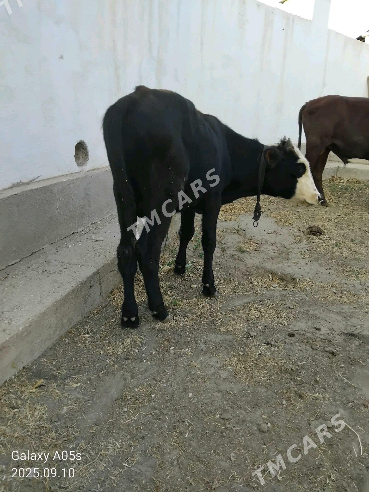 öküz - Jebel - img 2