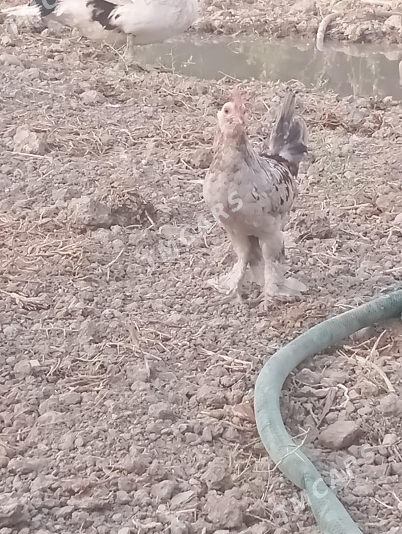 karlik Horazlar - Gökdepe - img 2