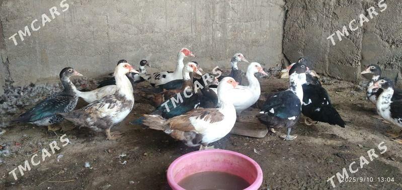 satlyk indutga ördekler - Wekilbazar - img 2