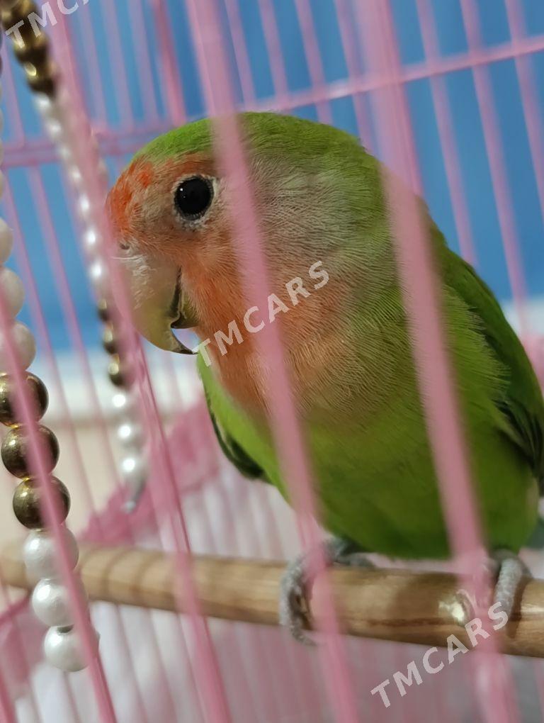 Mango🩷 - Mary - img 2
