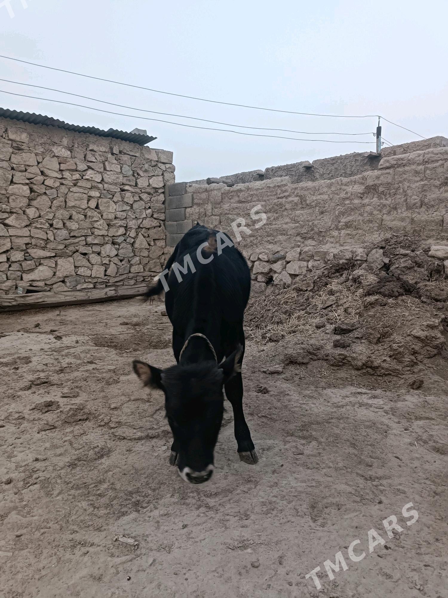Öküzçe - Bäherden - img 3