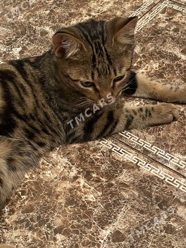 котенок - Туркменабат - img 2