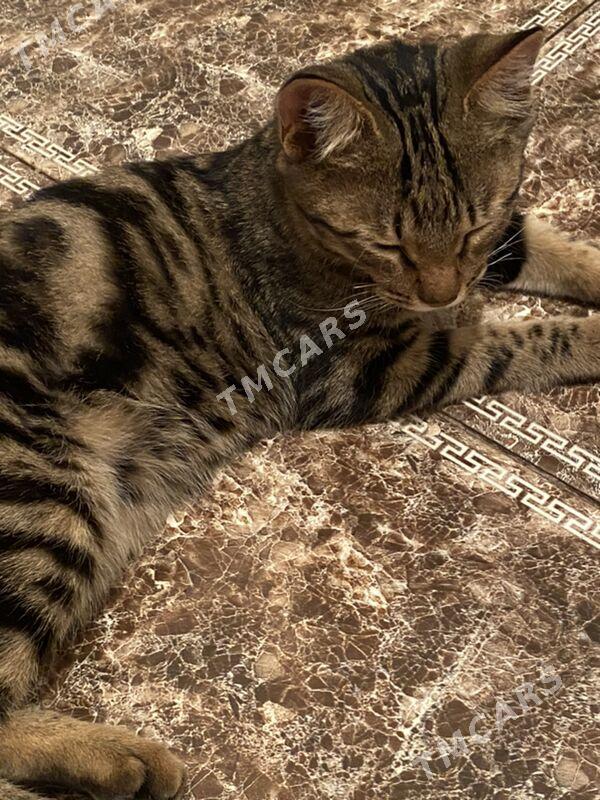 котенок - Туркменабат - img 3