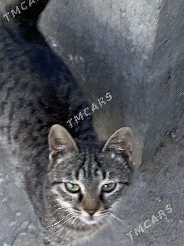 котята - Türkmenabat - img 2