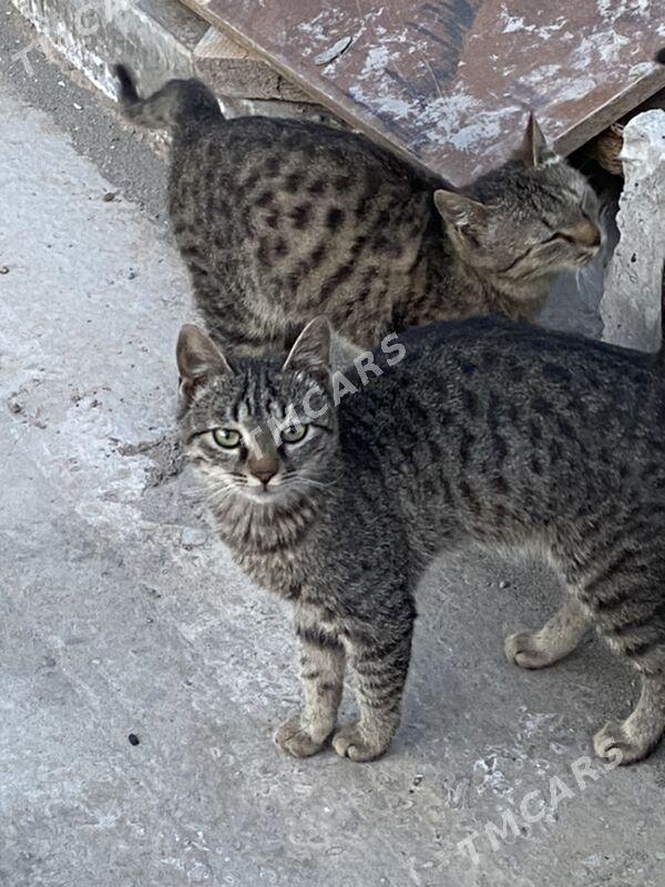 котята - Türkmenabat - img 4