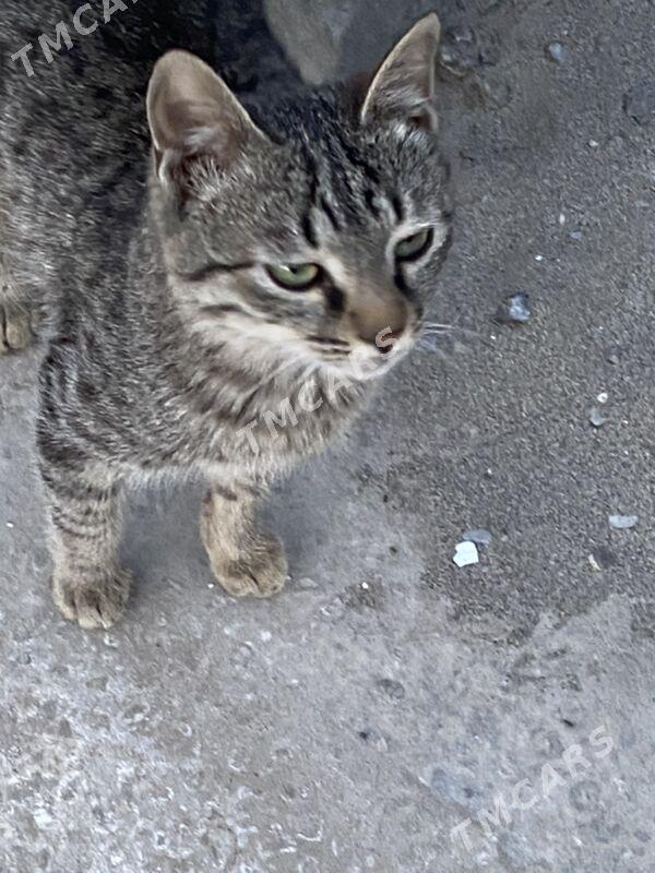 котята - Türkmenabat - img 6