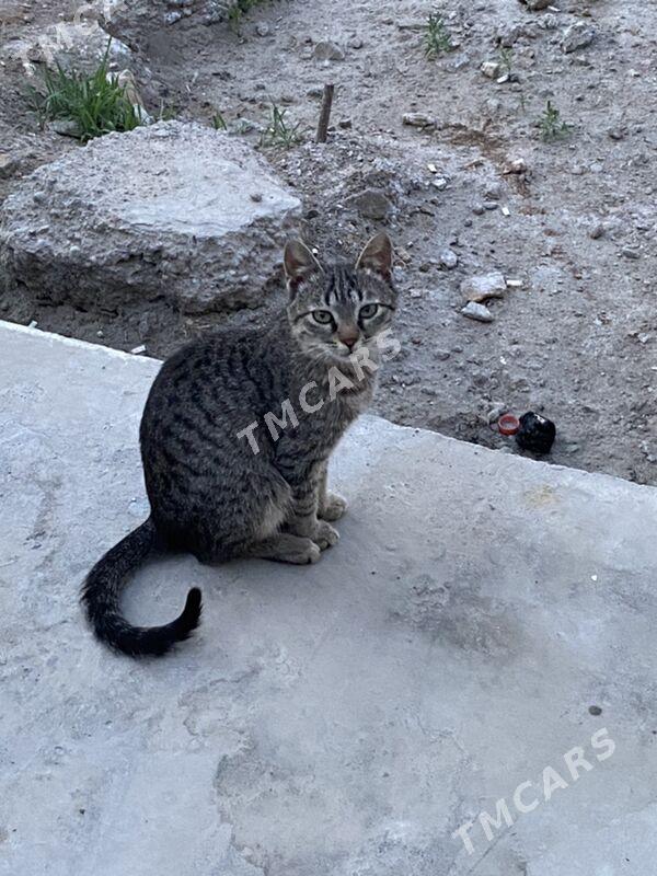 котята - Türkmenabat - img 5