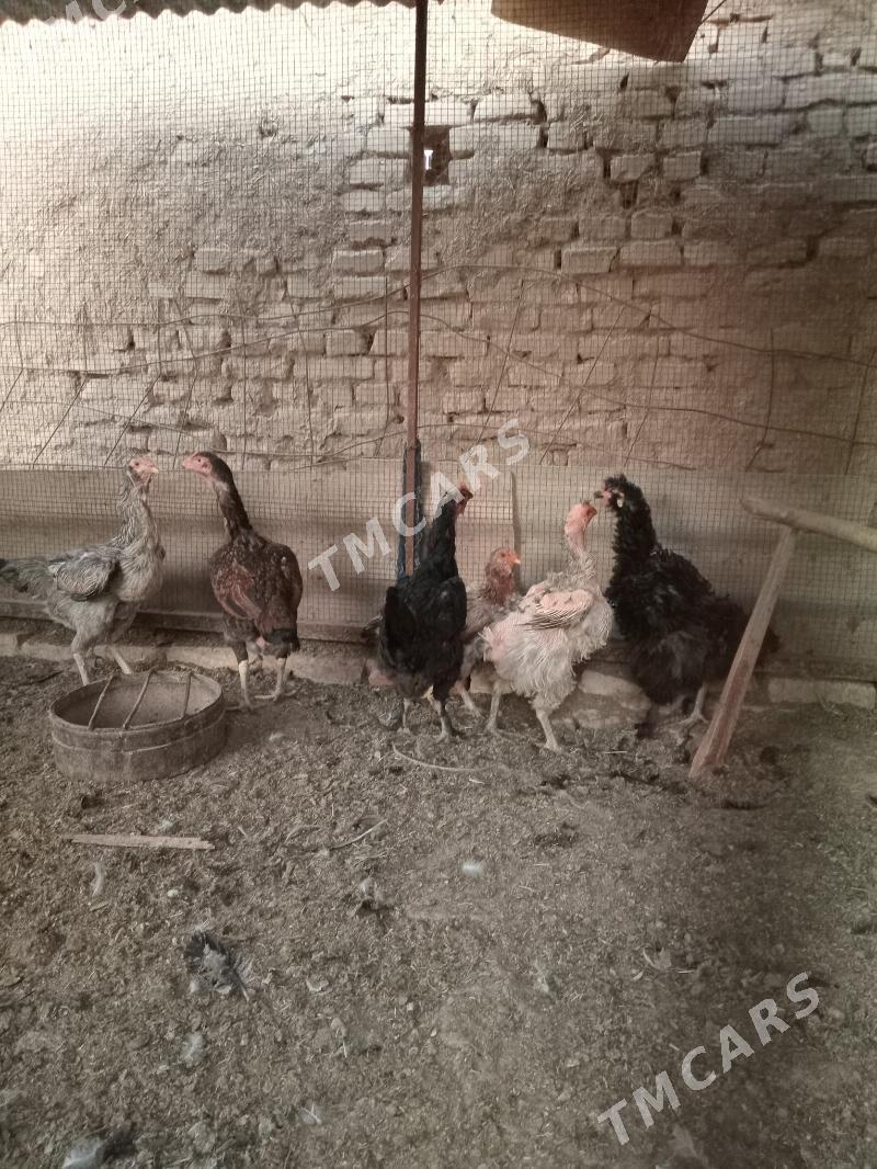 bayes - Wekilbazar - img 6