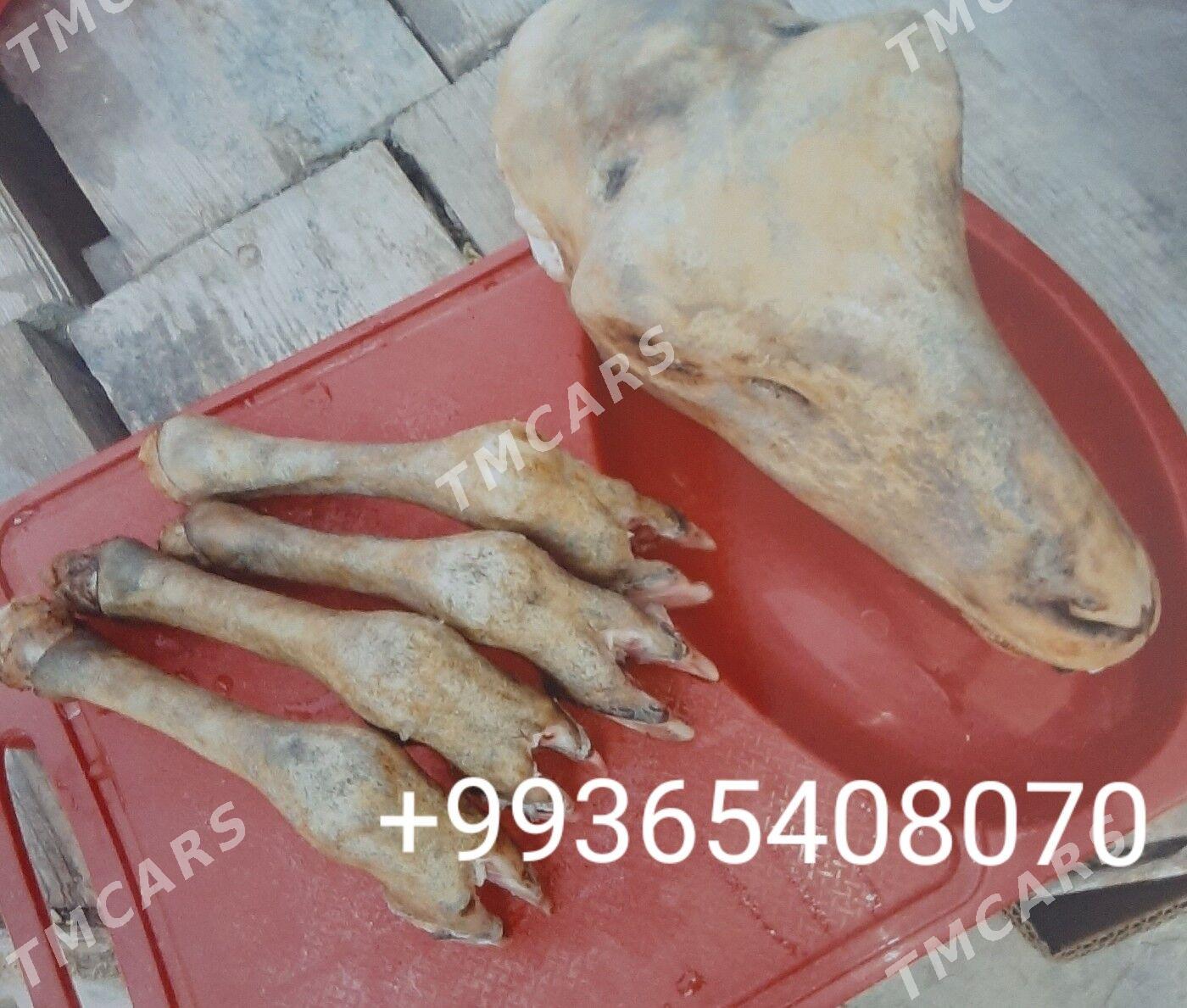 TOÝ HYZMATLARY  GÖÇME TAMDYR HYZMATY Palow Tamdyrlama - Ашхабад - img 5