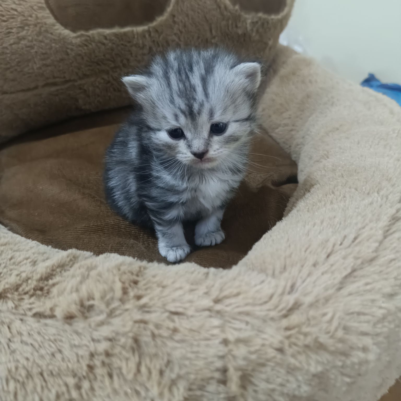 Котята шотландские - Çehow köç. (A.Nyýazow şaýoly) - img 6