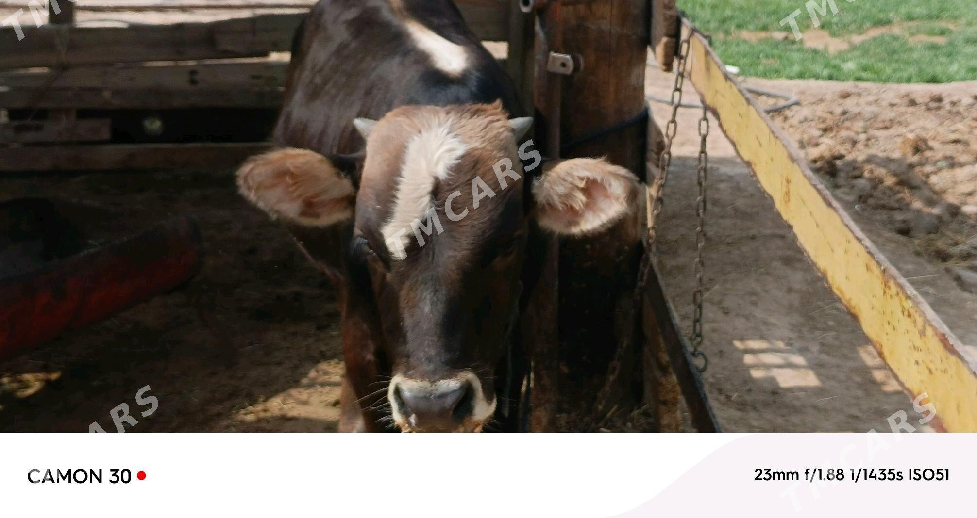 Öküzçeler 2 sany - Bäherden - img 3
